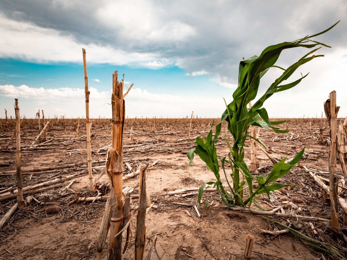 The-Essential-Resource-Soil-And-Climate-Change